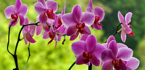 Dni Orchidei za nami – relacja TV Sosnowiec