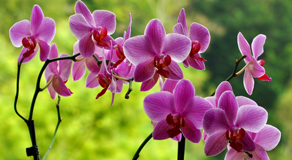 Dni Orchidei w Egzotarium